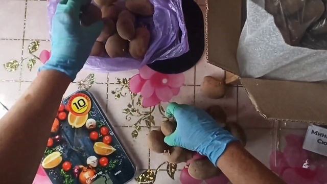 Картофель: БЕЛЛАРОЗА, ФИОЛЕТОВЫЙ, МИШКА и СЮРПРИЗ. Получили посылку с отличным семенным картофелем. смотреть онлайн