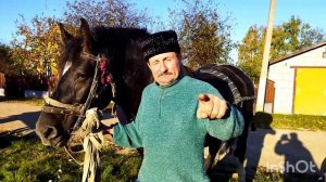ЛОШАДИ/ЗАПРЯГАЕМ КОБЫЛУ ЛАСТОЧКУ