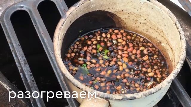 Плов из Колорадских жуков. Бугульма 2017 смотреть онлайн