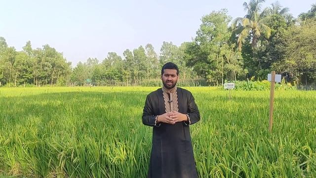 ধানের ব্লাস্ট রোগ দমন ব্যবস্থাপনা ।। Leaf Blast, Node Blast, Neck Blast ।। DAE ।। SAAO смотреть онлайн