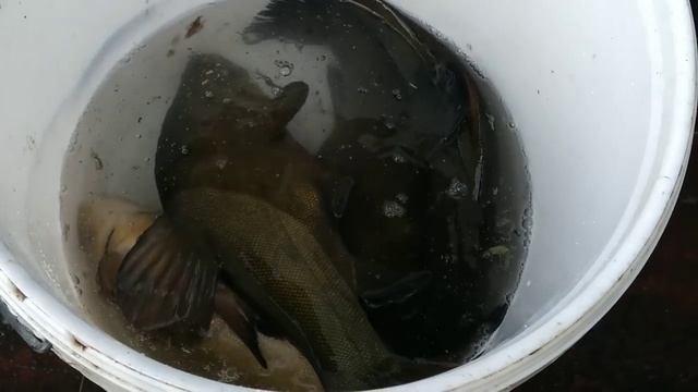 Какая рыба водится в пруду//Добыли воду для коров//Дойка в поле. смотреть онлайн
