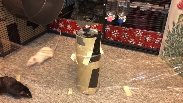 How do Rats React to Invisible Walls? Let's Find Out! смотреть онлайн