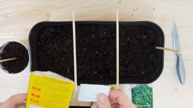 Как посеять мяту дома? Выращивание мяты на подоконнике из семян. смотреть онлайн