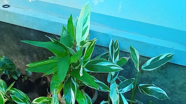 53 Varieties Calathea plants for sale each plant price 60,50,100,150... ect......9447431253 смотреть онлайн