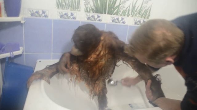ОБХОХОЧЕШЬСЯ !!! Олег Зубков купает орангутана Дану ! Oleg Zubkov bathes orangutan Dana ! смотреть онлайн