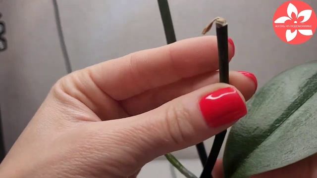 Как отделить и отсадить детку орхидеи смотреть онлайн