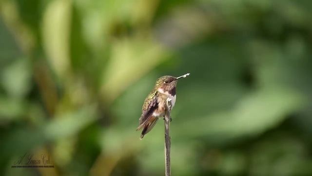 Selasphorus flammula. Volcano Hummingbird. Colibrí Chispita Volcanera смотреть онлайн
