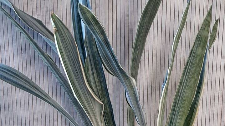 Сансевиерия Металлика