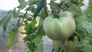 Томат Космонавт Волков