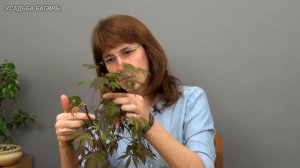 Бонсай из клена (ч.1)