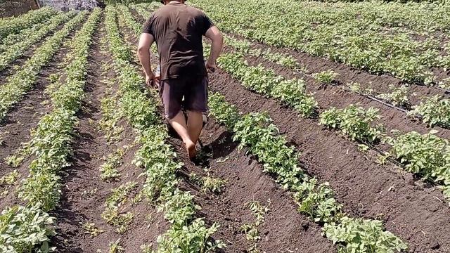 Окучиваем нашу картошечку смотреть онлайн