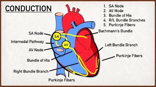 |Conduction system of heart|S.A. node,A.V node,Bundle of his and Purkinje fibre| смотреть онлайн