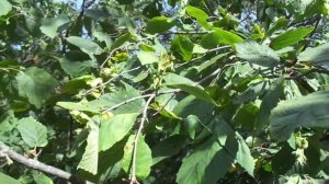 Защита сада фундука от белок.