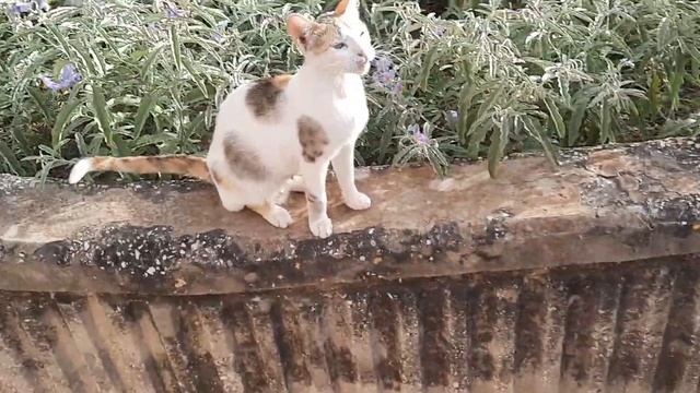 #кошки готовы грызть смотреть онлайн