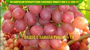 ВИНОГРАД ЛИВИЯ ОПИСАНИЕ СОРТА