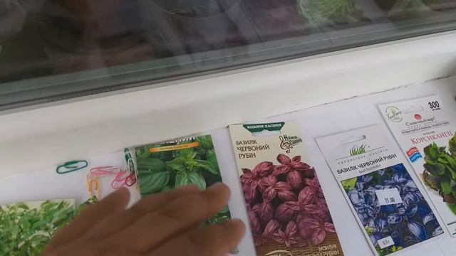 БАЗИЛІК В ЛИПНІ НА ЗВИЧАЙНОМУ БАЛКОНІ///Посів різних сортів базиліку@Dacha_Sad_Gorod смотреть онлайн