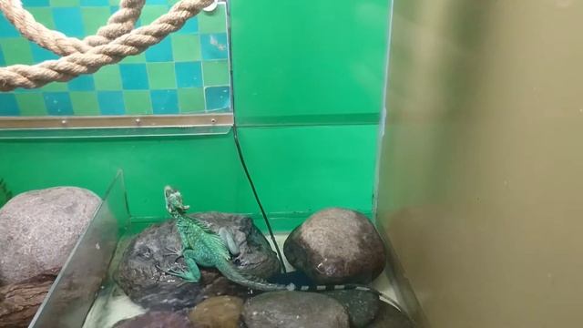 Шлемоносный василиск. смотреть онлайн
