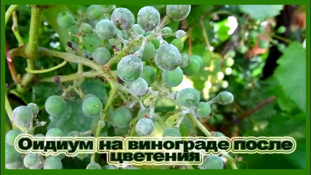 ?? ВНИМАНИЕ ОИДИУМ! Уже скоро.Фото оидиума. Как не спутать. Чем лечить. смотреть онлайн
