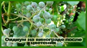 ?? ВНИМАНИЕ ОИДИУМ!  Уже скоро.Фото оидиума. Как не спутать. Чем лечить.
