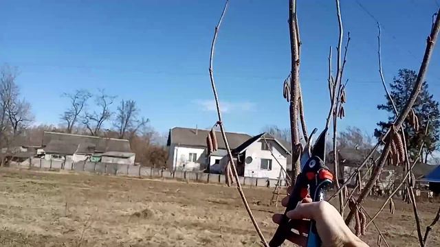 Обрізка фундука, сорт Халле, 5 років смотреть онлайн