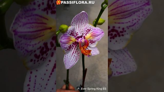 P. Ever Spring King ES смотреть онлайн