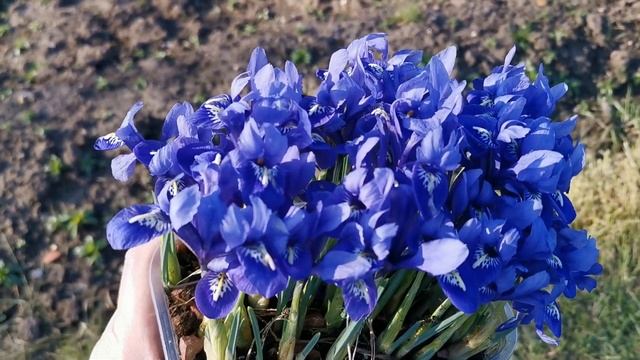 How to make a low budget beautiful floral display for winter using Iris reticulata "Harmony" смотреть онлайн