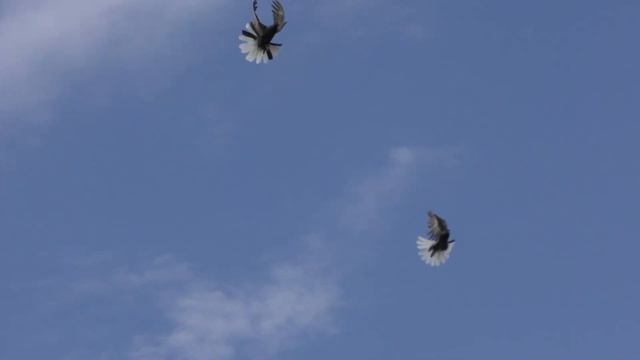 Голуби: Серпастые - СВГ: Серая одна сбоку (Голубята 2020) смотреть онлайн