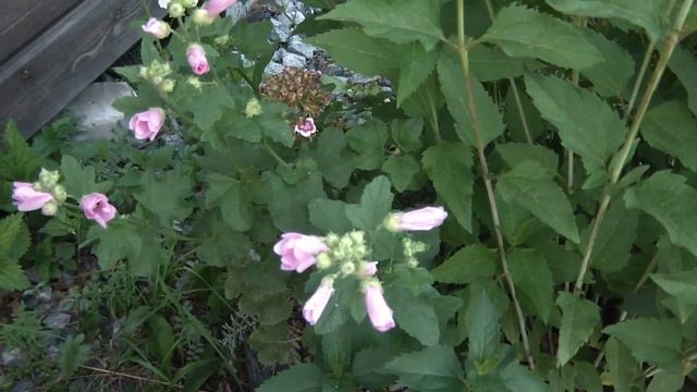 Закупка продуктов. Наши будни на даче. Чем занимались? Что купили на Авито) смотреть онлайн