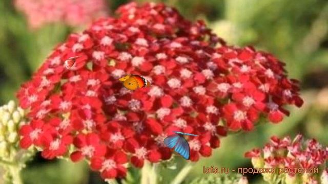 Тысячелистник обыкновенный Петра ? обзор: как сажать, саженцы тысячелистника Петра смотреть онлайн
