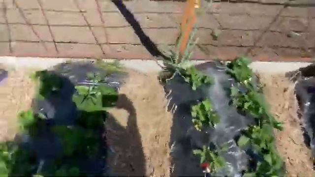 2.06.2022 Клубника ? осенняя посадка по два саженца под клиенку и без клиенки эксперимент с буграми смотреть онлайн