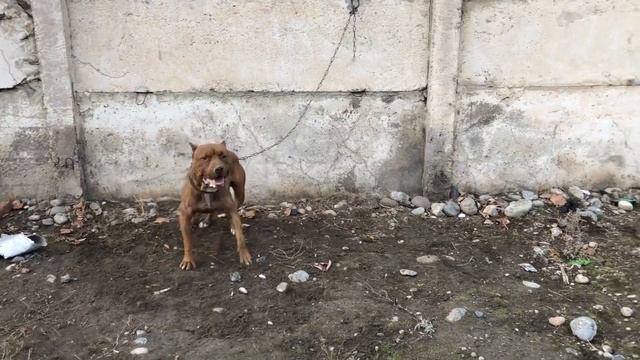 ФАРГОНА БЕШБОЛА ИТ БОЗОРИ | FARGONA BESHBOLA IT BOZORI