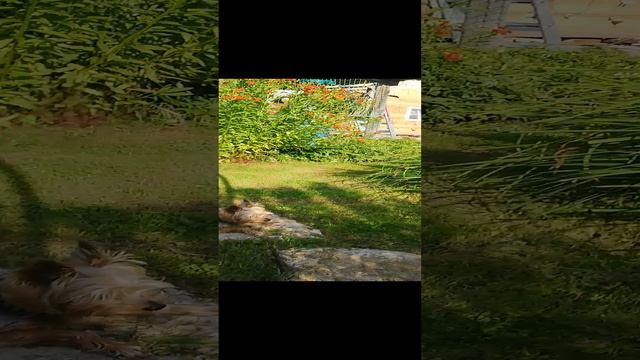 Хорошо в деревне летом