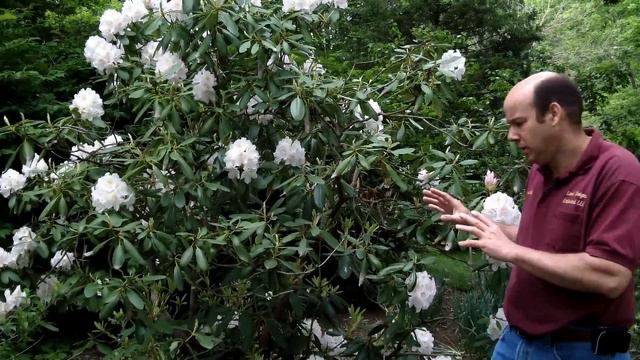 Large Leaved Rhododendron - Rhododendron Spp. | Large Evergreen Flowering Shrub смотреть онлайн