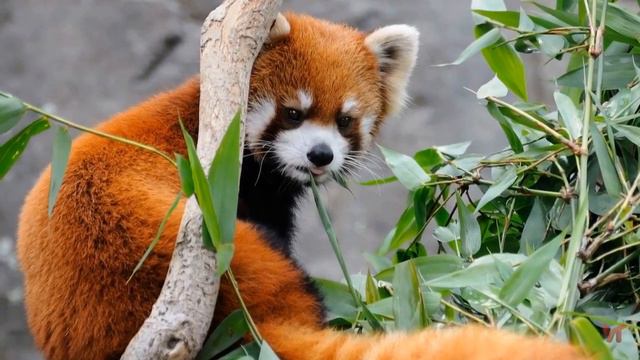 Малая панда (лат.  Ailurus Fulgens)