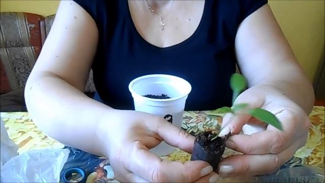 Пересадка перцев смотреть онлайн