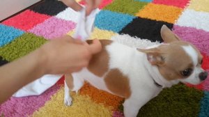 DIY: как за 10 минут без выкройки сшить красивые трусики (при течки) для собаки своими руками))?