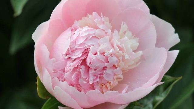 Peony Angel Cheeks / Пион Энджел Чикс смотреть онлайн