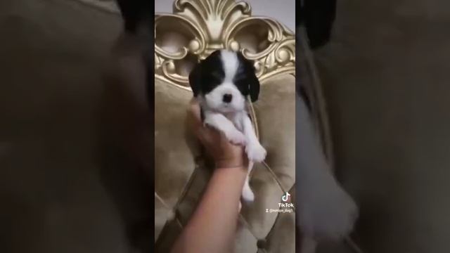 ?Кавалер Кинг Чарльз Спаниэль мальчики триколор и бленхейм с родословной ??⚜ смотреть онлайн