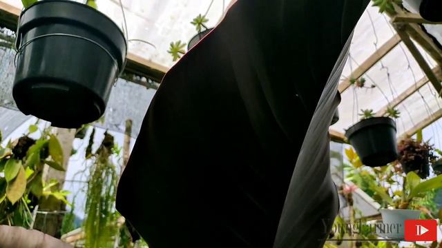 Philodendron Rojo Congo Vs Black Cardinal