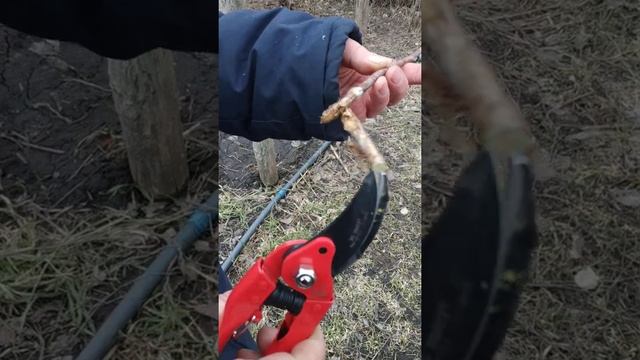 Склівка (стеклянница) на малині смотреть онлайн