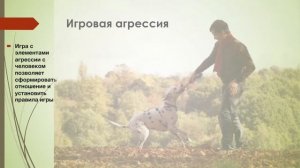 Иван Затевахин про обучение животных, агрессию и управление ею