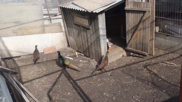 Румынский фазан смотреть онлайн