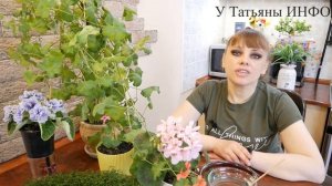 Скорая помощь для комнатных растений - ЯНТАРНАЯ КИСЛОТА / Янтарная кислота для комнатных растений