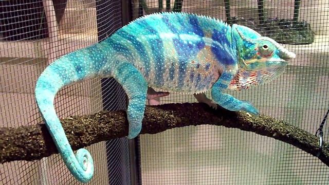 Big BLue - Little Boy Blue - Chameleon's смотреть онлайн