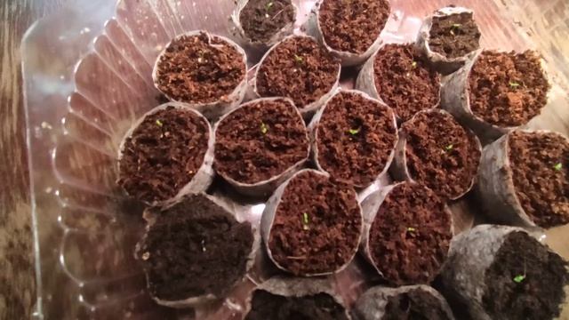 ЭУСТОМА. Первые всходы. #семена #эустома #цветы #сезон 2021#посев #однолетники #всходы