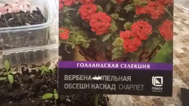 Ампельная вербена и Дихондра из семян. смотреть онлайн