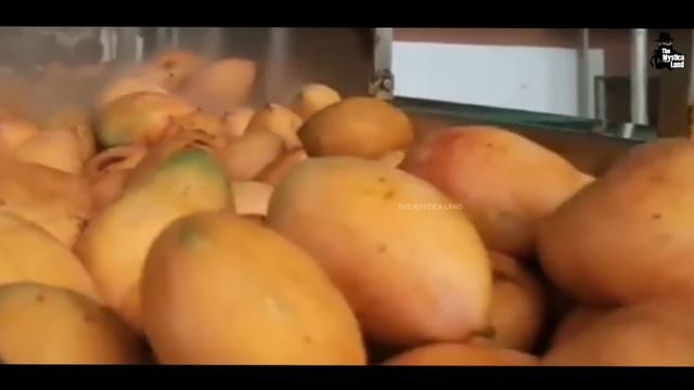 देखिये Factory में कैसे बनाया जाती है मैंगो फ्रूटी | How Mango Frooti Is Made In Factory смотреть онлайн