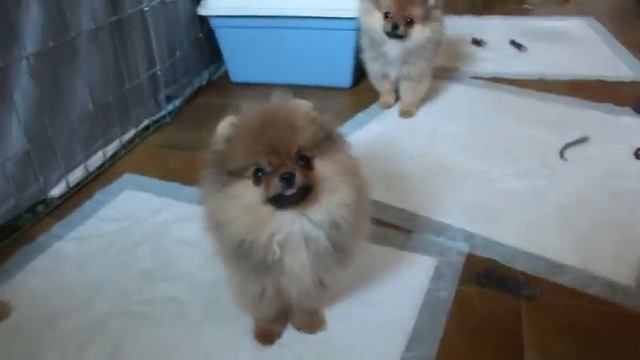 Продается померанский шпиц. Ярко-оранжевая девочка. смотреть онлайн