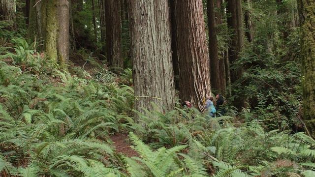 Among Giants at Cal Poly Humboldt смотреть онлайн