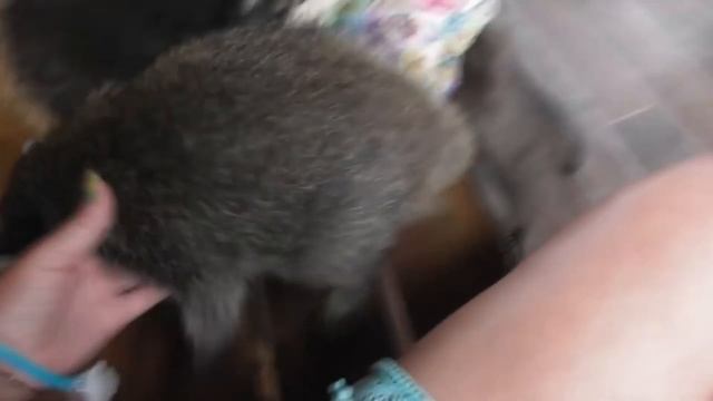 Хомки решили купить енота /Приколы с енотами смотреть онлайн